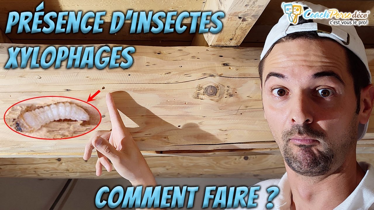 Capricornes, Vrillettes... : Sauver Du Bois Infesté (insectes xylophages) - MÉTHODE COMPLÈTE !