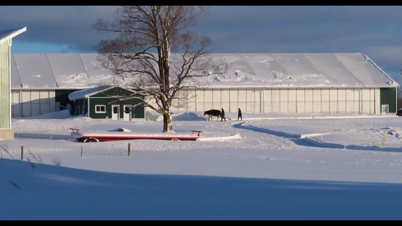 Moving Cattle in Winter Weather