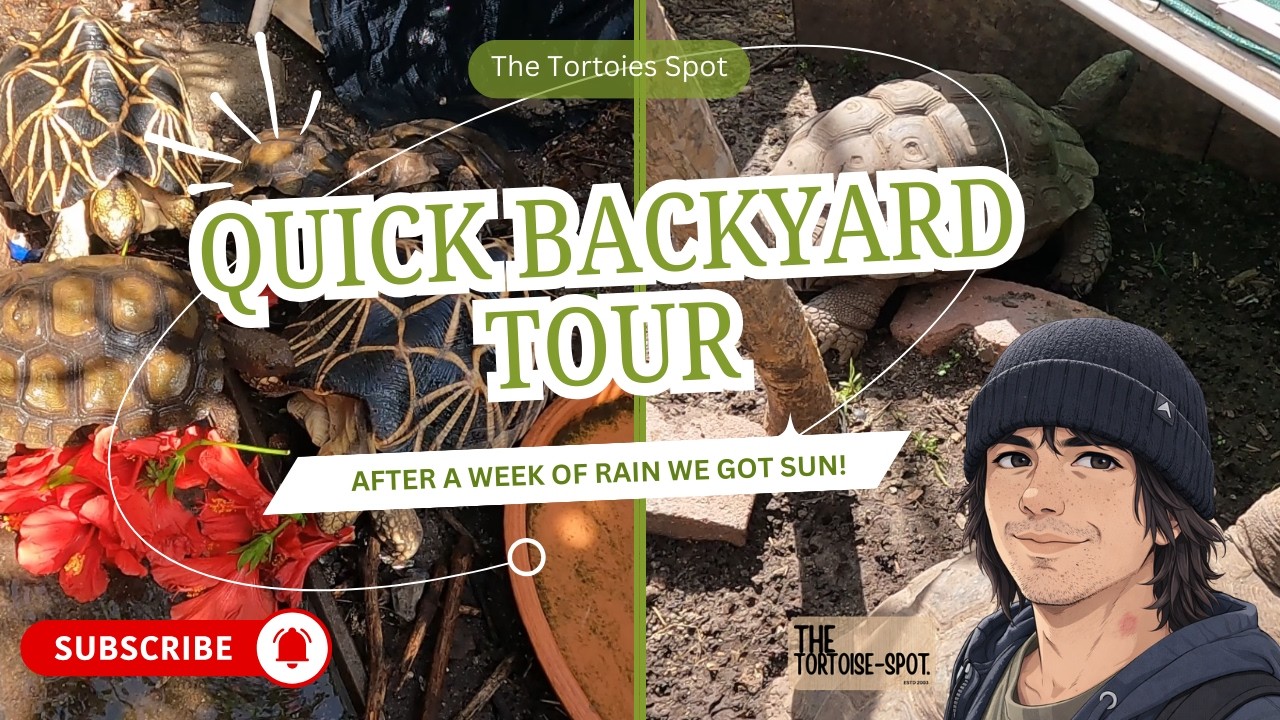 Checking On All My Turtles & Tortoises After the Rain 🐢 Backyard Tour