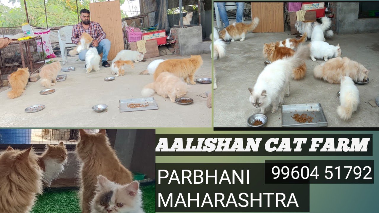 cat kitten for sale in AAlishan cattery (9960451792)
