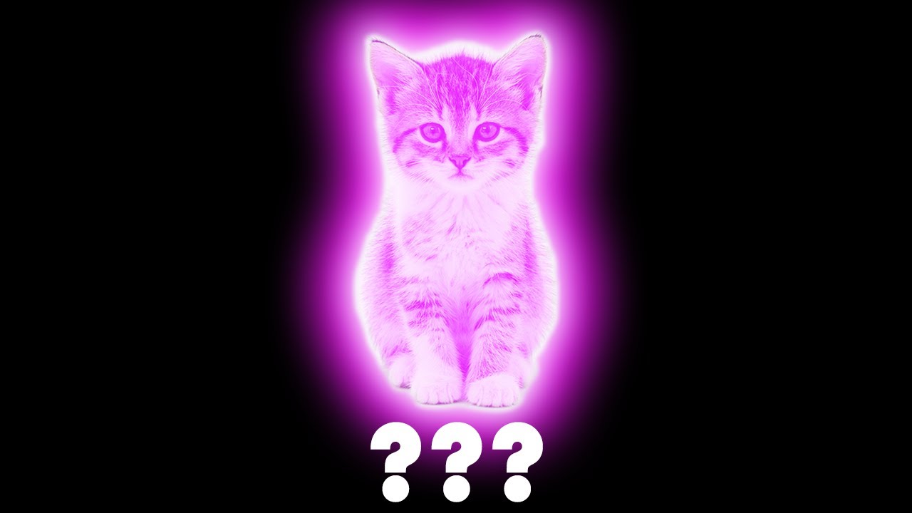 12 Kitty Cat &ldquo;Meow&rdquo; Sound Variations in 30 Seconds