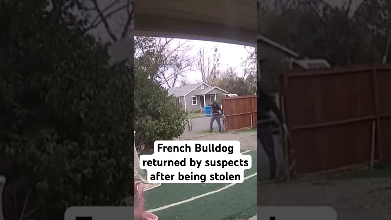 FOUND | French Bulldog quietly returned by suspects after being stolen from California home