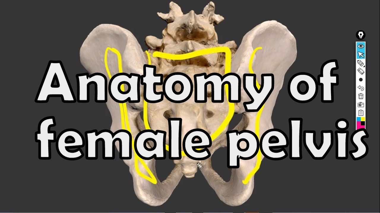 Anatomy of female pelvis inlet, cavity and outlet on 3D model