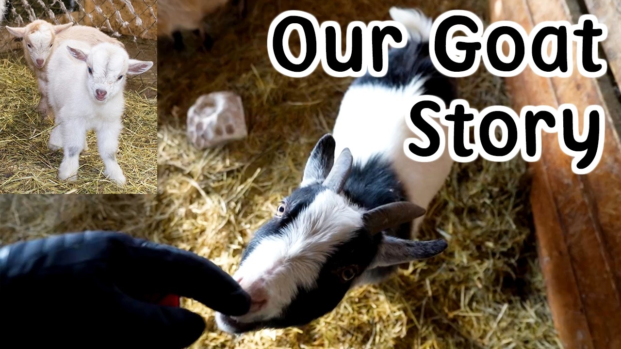 Our Goat Story 🐐 (And a Rooster Injury!) | Winter Farm Life