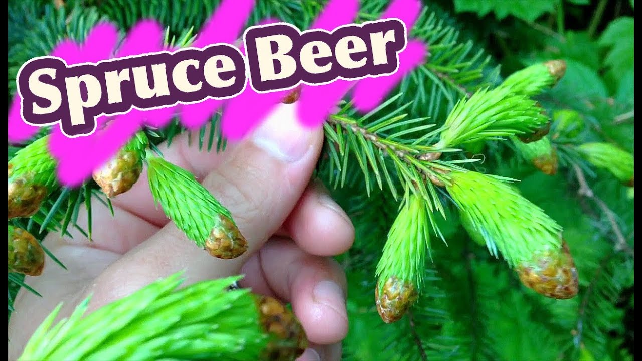 Homemade Spruce Tip Beer