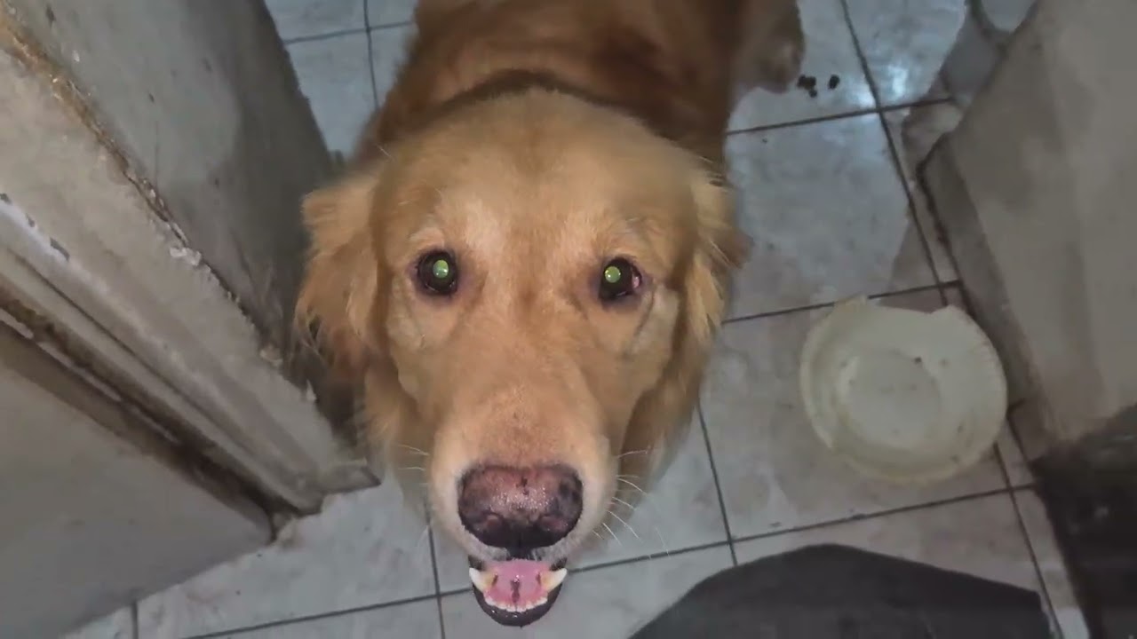 Fazendo teste na minha câmera em no meu sansumg s24 plus com o meu golden retriever shadow meu cão