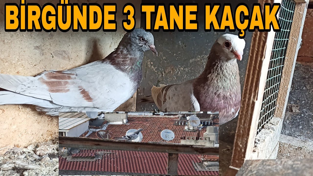 BİRGÜNDE 3 TANE KAÇAK BAŞİM DÖNDÜ