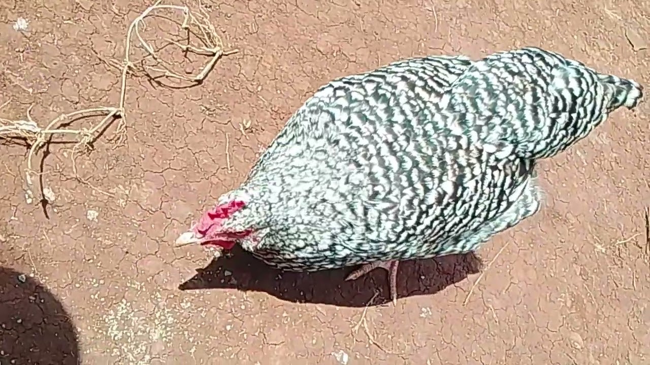 Kienyeji Chicken Farming in Kenya