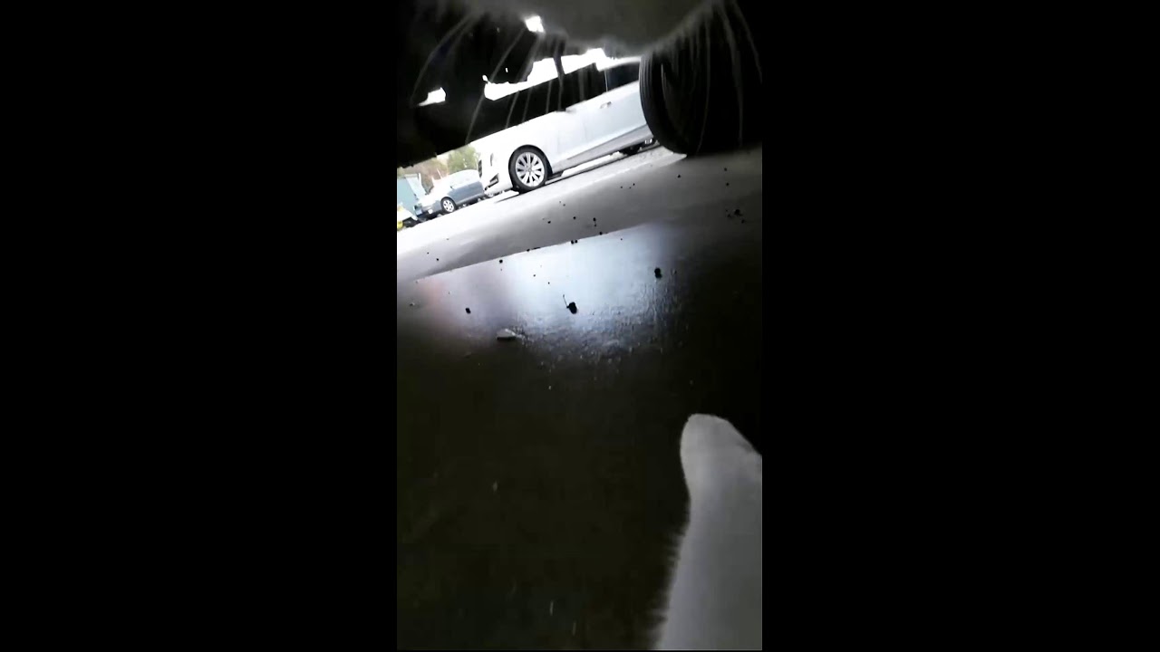 A Cat's First-Person Perspective｜猫の一人称視点｜ 2026-03-18 09:26:52