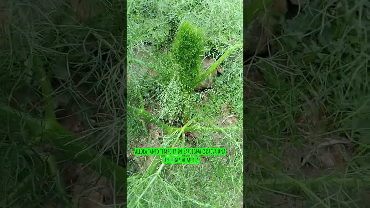 Ferula