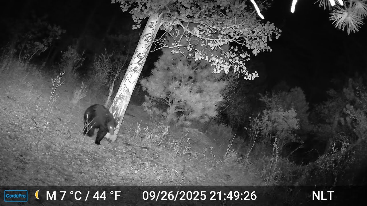 I left my trail camera up for about a week and I was shocked to find......