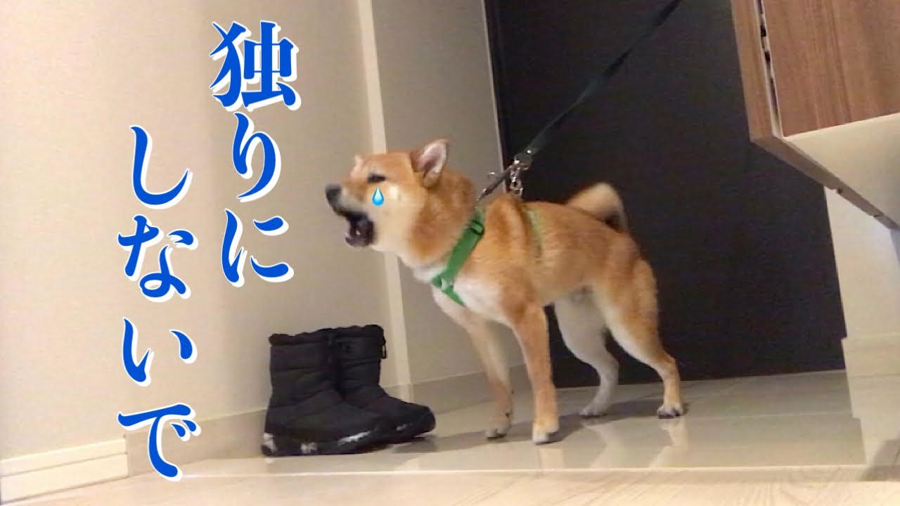 独りになると寂しくて泣いちゃう柴犬【分離不安】