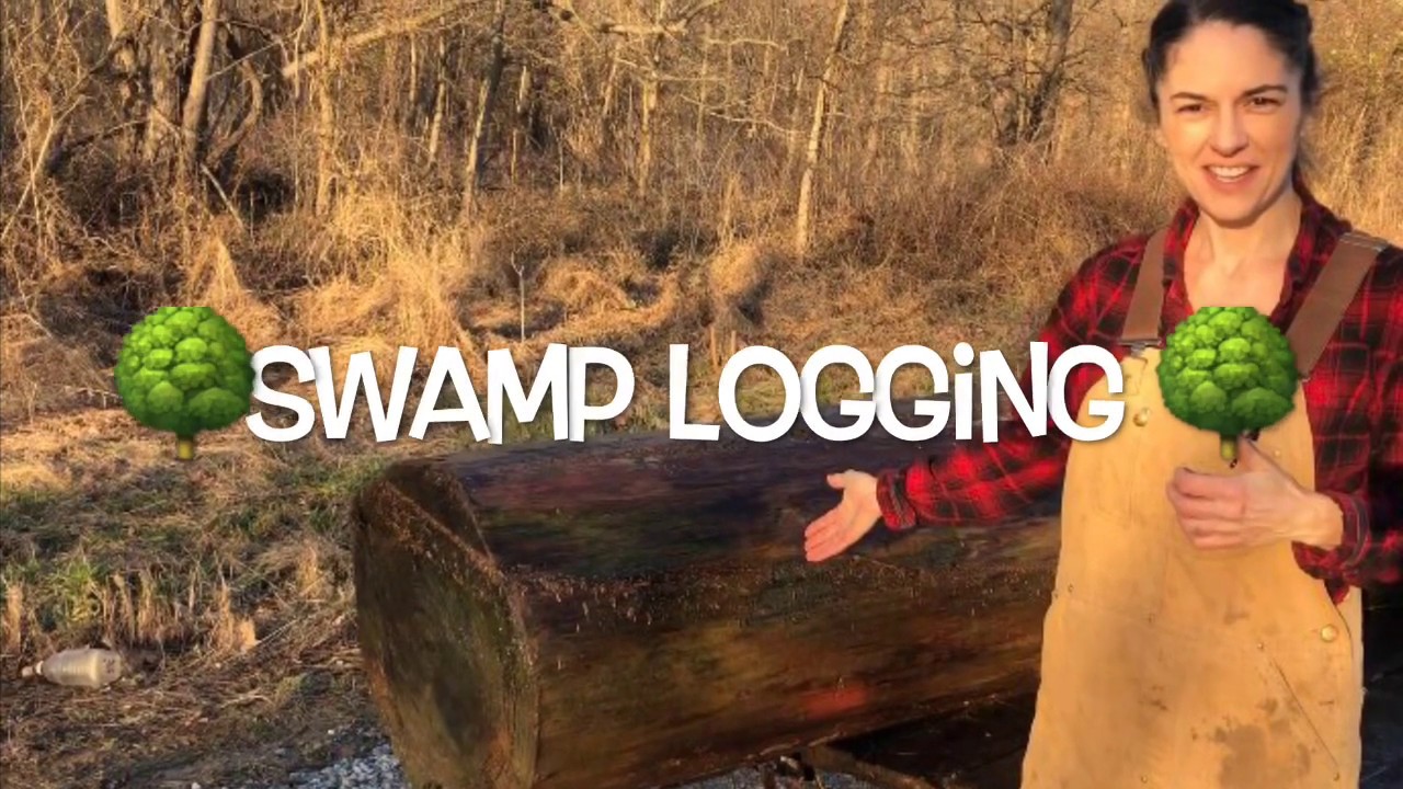 🌳 SALVAGE LOGGING 🌳