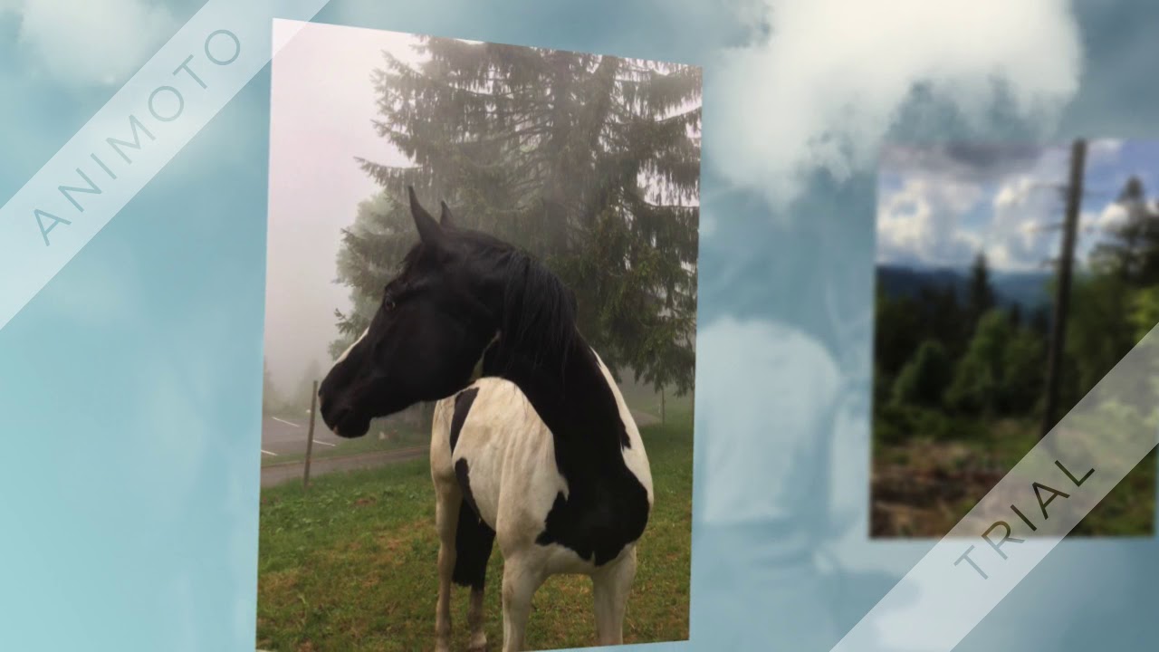 Schwarzwald Wanderreiten Todtmoos-Au