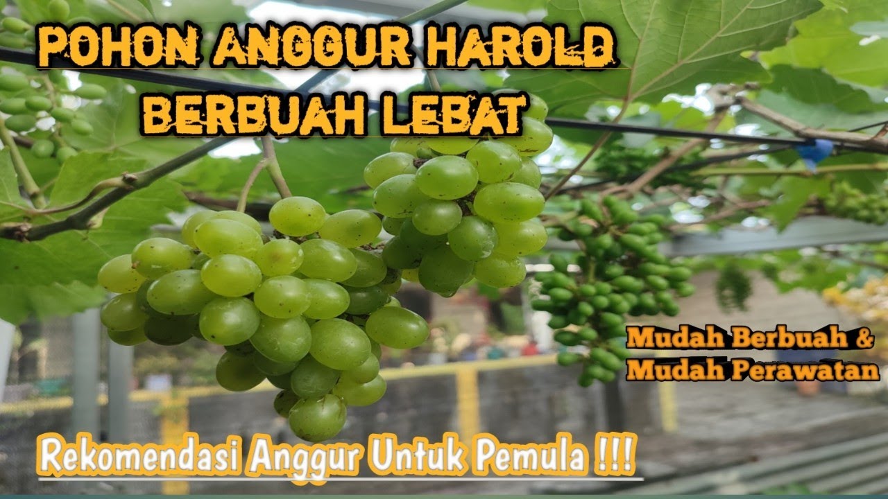 Anggur Harold Berbuah Lebat ❗❗❗Rekomendasi Anggur Untuk Pemula.