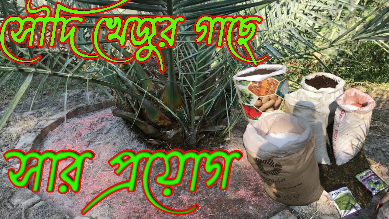 সৌদি খেজুর গাছে সার প্রয়োগ (Rev-2022-01_YT-25)