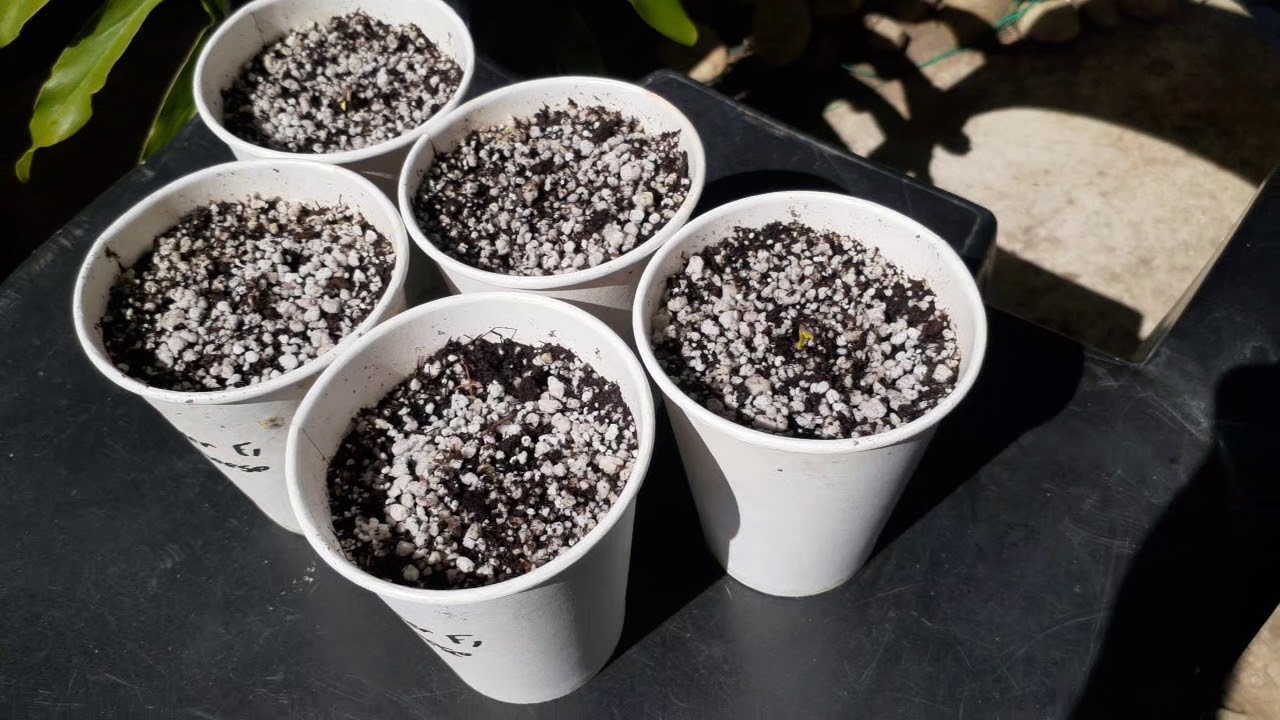 What to expect when expecting: Super F1 Cheese grow