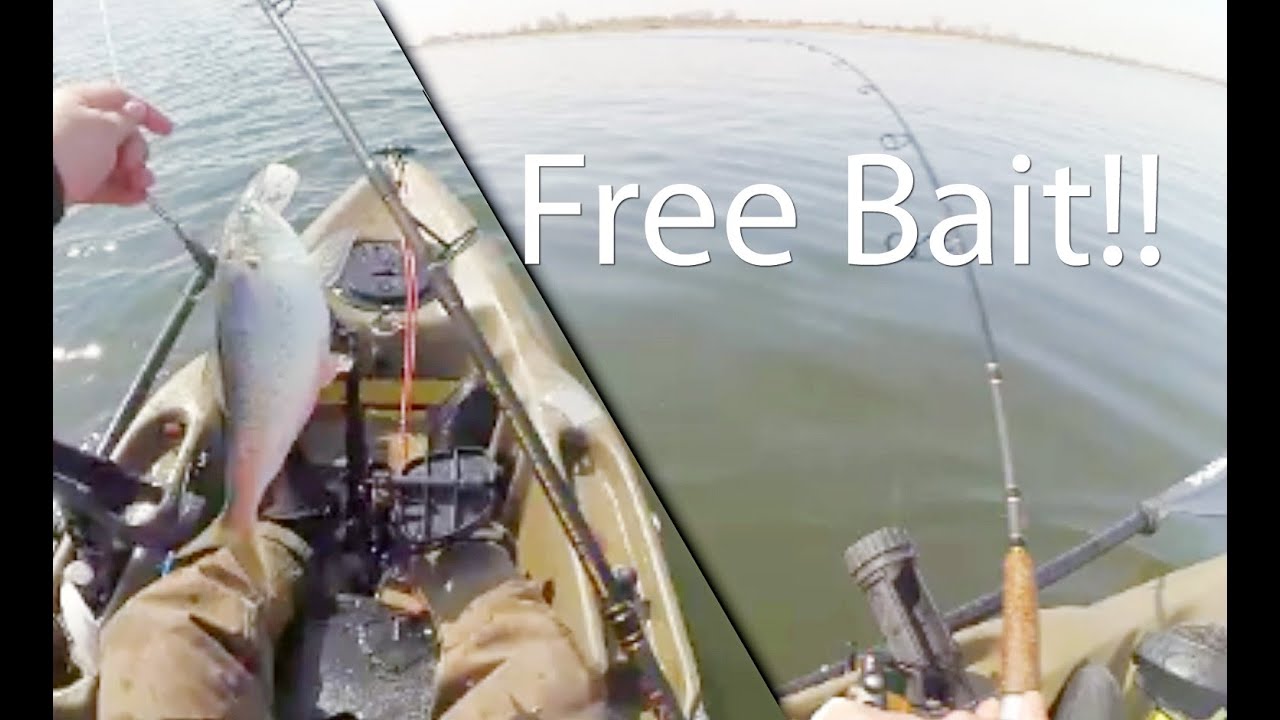 How to: Snag Bunkers Menhaden baitfish for Striped Bass and Bluefish