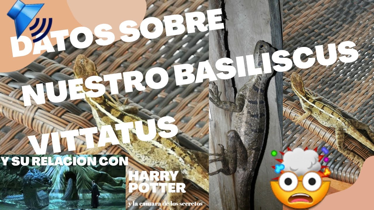 Reptiles //🔊 Datos Basiliscus Vittatus// y su relacion con Harry potter.🤔🤯