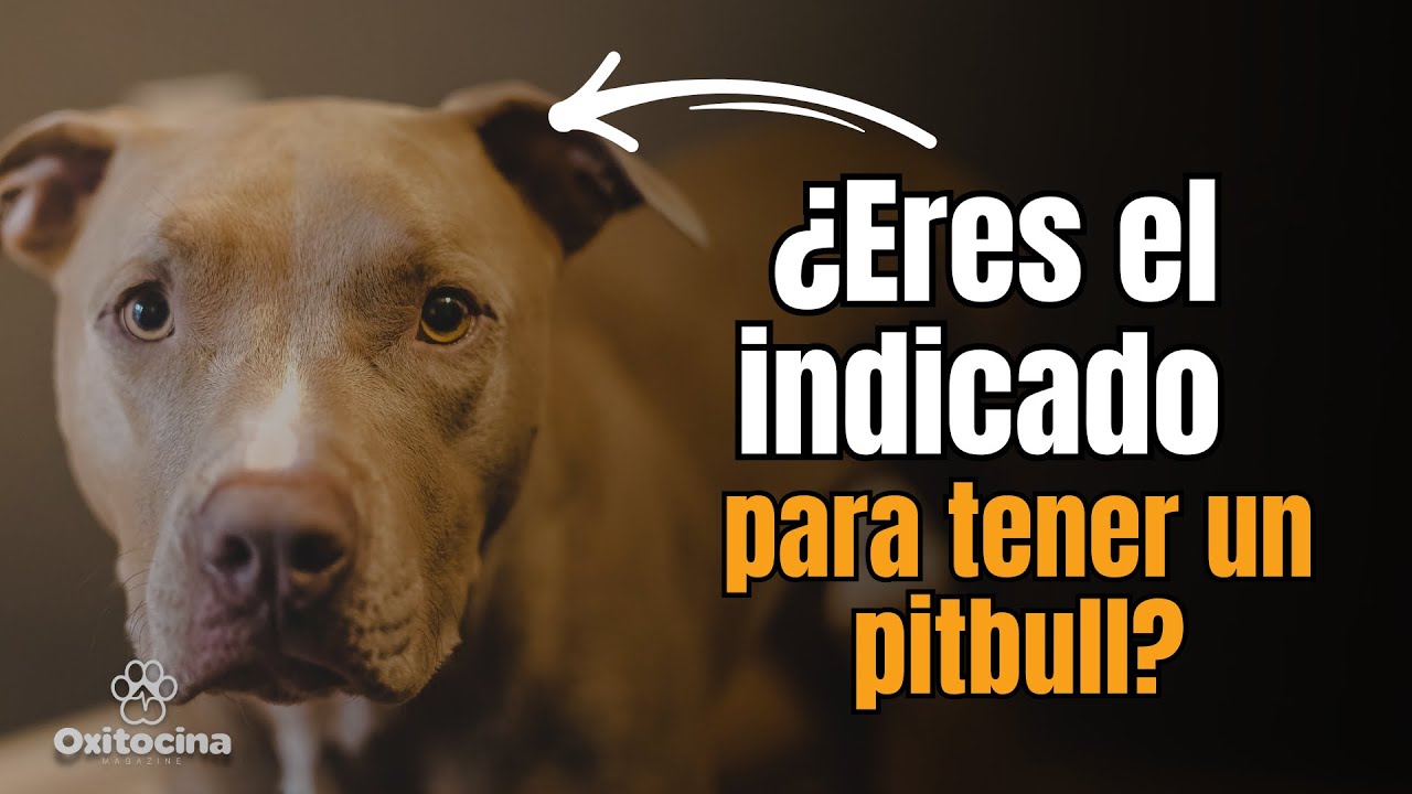 ¿Es el Pitbull Adecuado para Ti? Lo  que Necesitas Saber antes de tener uno