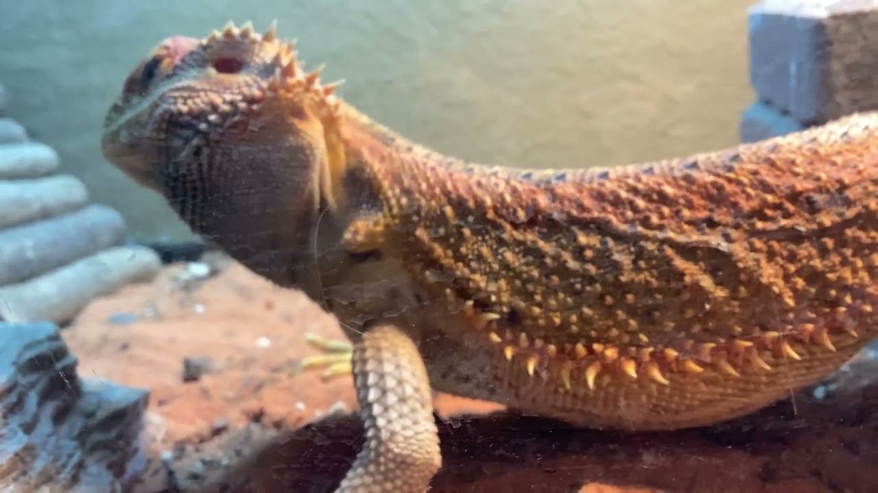 This is ￼my bered dragon