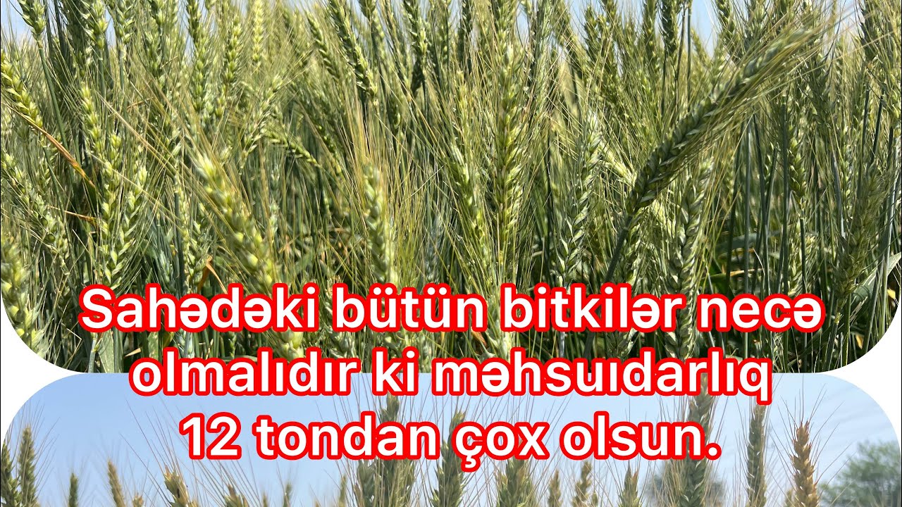 Qobustan buğda sortu. Sahədə bütün bitkilər  belə olsa 12 tondan çox məhsul almaq olar.