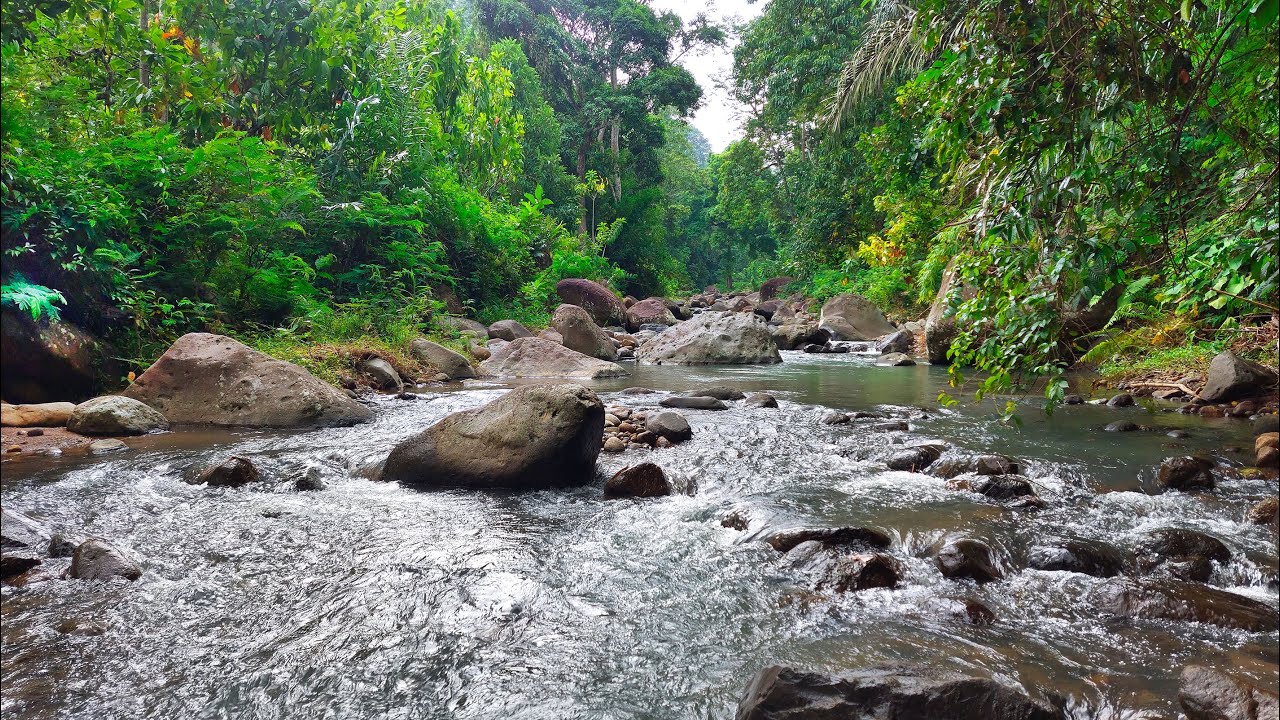 River Sounds for Release Stress & Inner Calm 🌿 Peaceful Forest River Sounds in Green