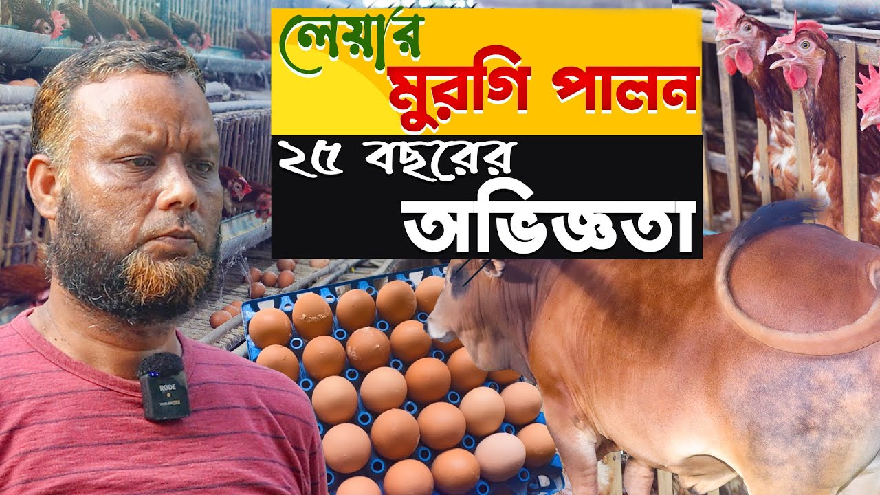 লেয়ার মুরগি পালনে ২৫ বছরের অভিজ্ঞতা | লেয়ার মুরগি পালন পদ্ধতি | Leyar Murgi Khamar - Safollo Kotha