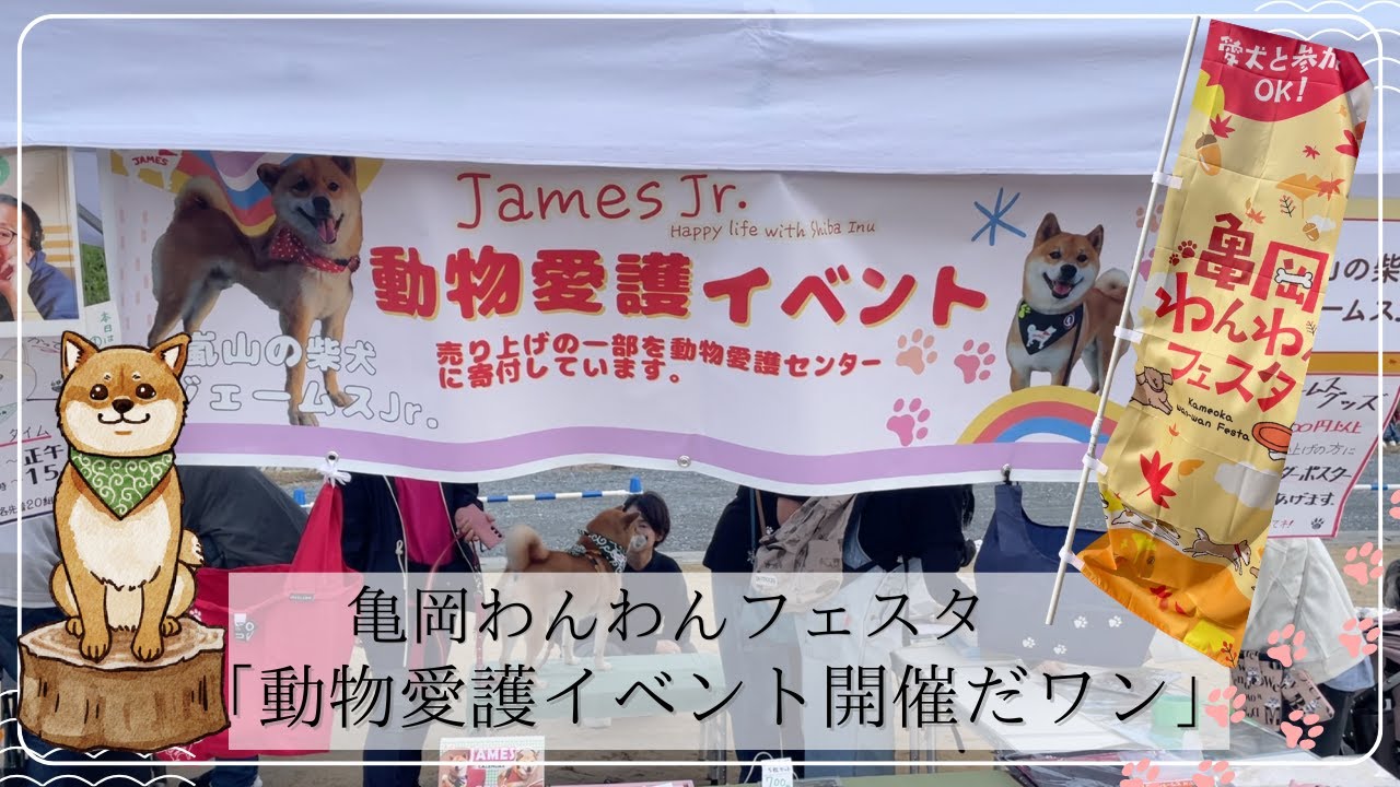 亀岡わんわんフェスタで動物愛護イベントだワン！！🐾～Shiba inu james by kyoto～ #嵐山の柴犬ジェームス #柴犬 #dog