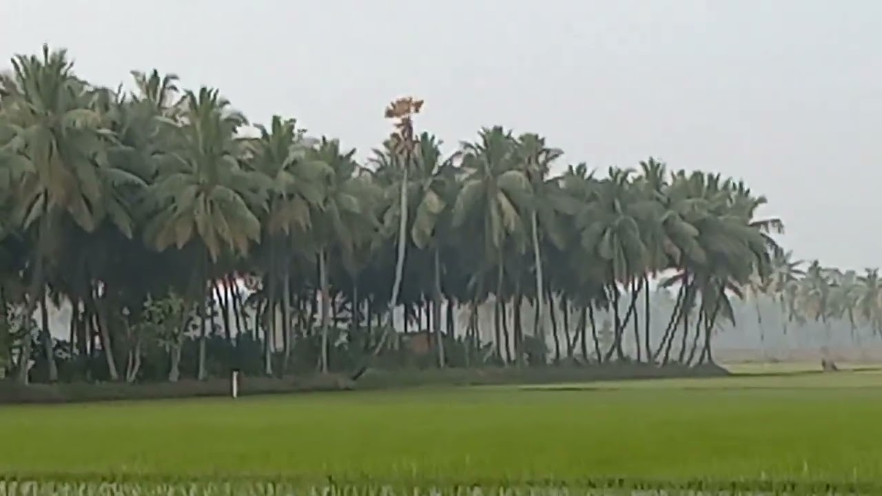 my village nature 🙏vasu Addala YouTube channel👍