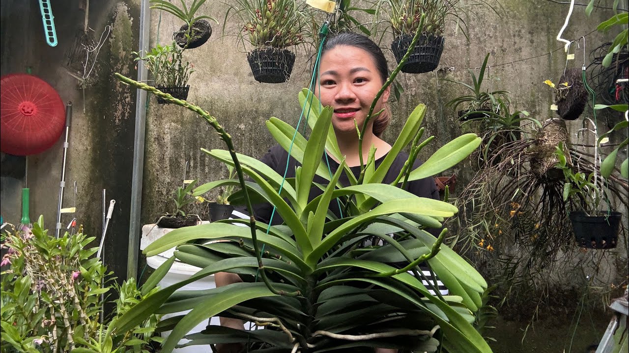 (15/4) EM HUYỀN LAI CH&Acirc;U B&Aacute;N PHONG LAN RỪNG THUẦN 0855402333