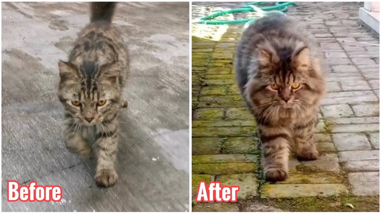 Street Cat Rescue: Before and After