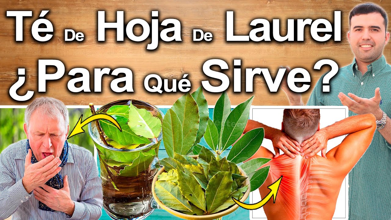 HOJA DE LAUREL PARA TODO! - ¿Para Qué Sirve? - Beneficios Para Tu Salud Y Belleza