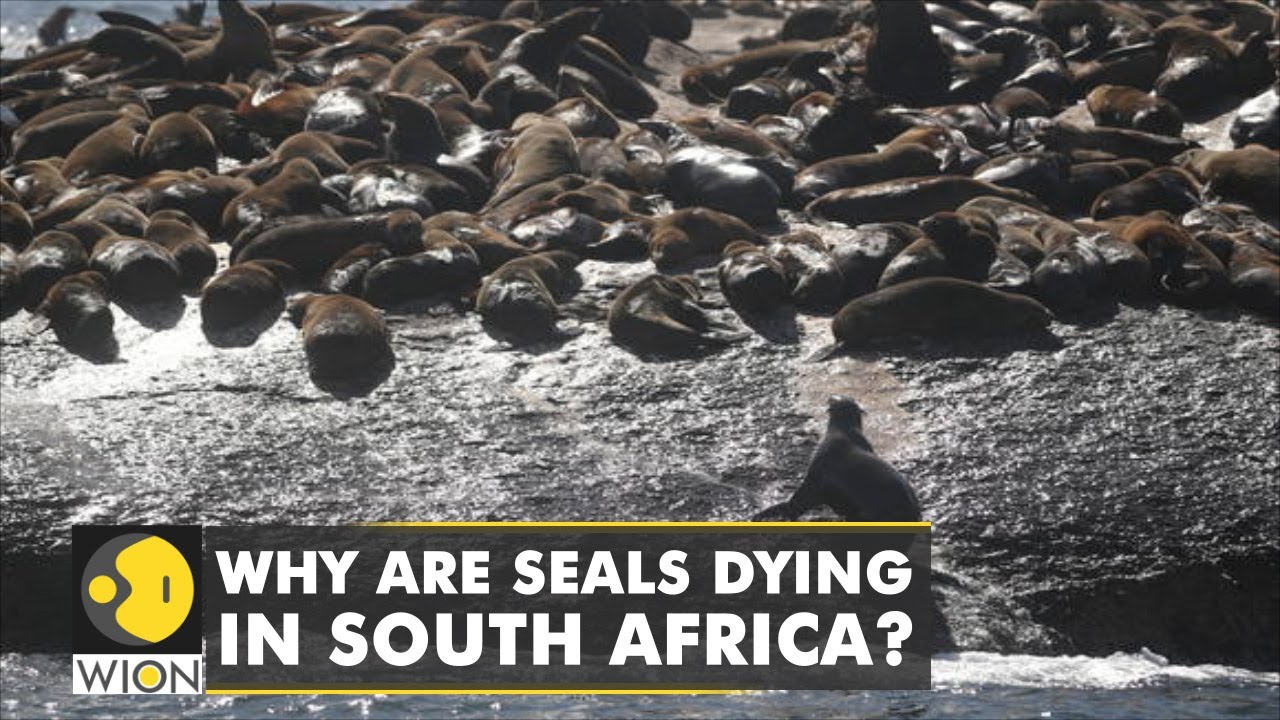 Seals carcasses wash up in South Africa | Capetown | International News | Seals Death