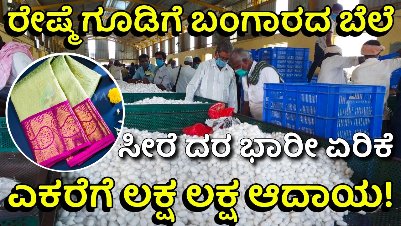 ರೇಷ್ಮೆ ಬೆಳೆಗಾರರಿಗೆ ಒಲಿದ ಅದೃಷ್ಟ: ಕೆ.ಜಿಗೆ ಬರೋಬ್ಬರಿ ₹1000! Silk Cocoon Prices Hit ₹1000/Kg in Karnataka