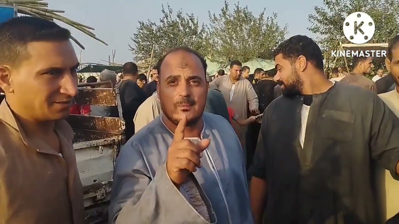 اسعار البقر الوالد من داخل سوق طنطا العمومي بتاريخ 22/8😱😱👍