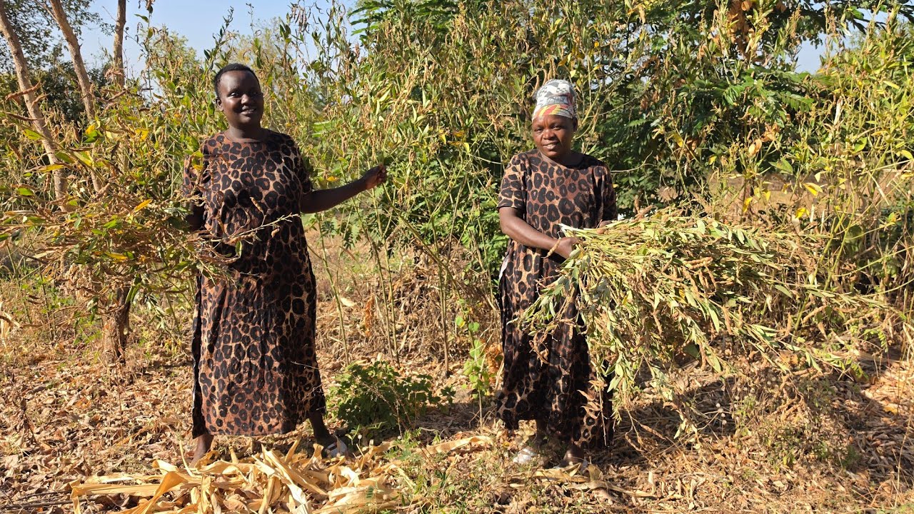 🍀from farm to table,harvesting ,threshing and cooking  dry pigeon peas,inside painting done ✔️ 