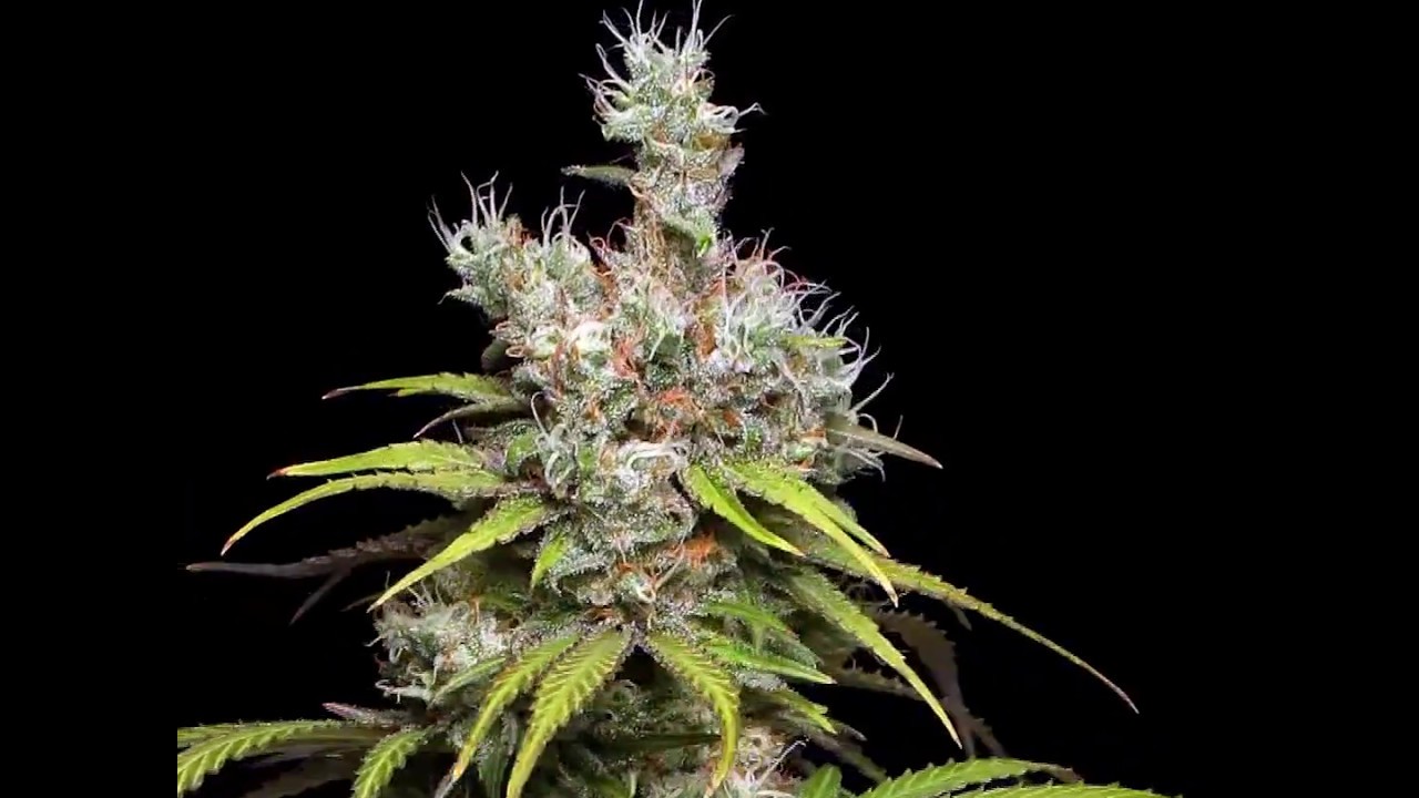 Cannatonic Zoom