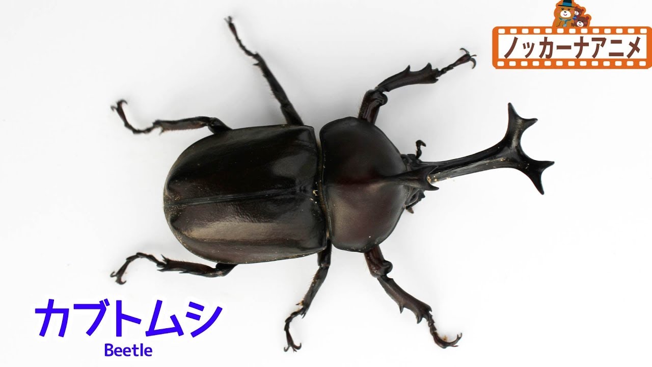 【昆虫 写真 クイズ！】カブトムシ、クワガタムシ、カマキリをみつけよう！赤ちゃんが喜ぶ・子供向け知育アニメInsects animation for kids