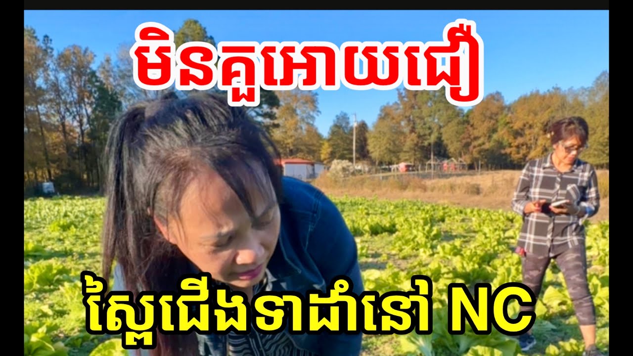 មិនគួអោយជឿស្ពៃនេះ unbelievable vegetables in North Carolina 