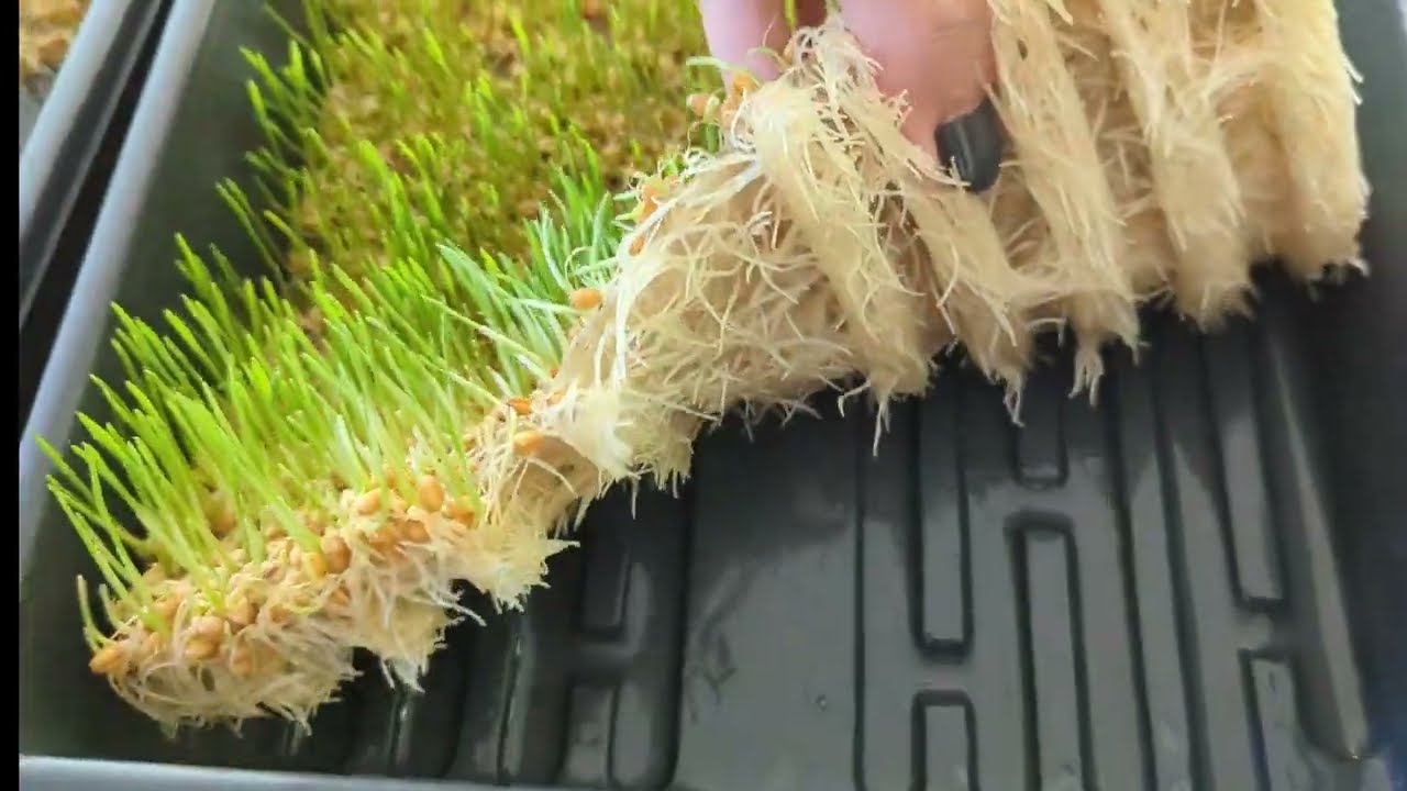 Learn How to Grow Wheatgrass (& Save Money) WITHOUT SOIL!