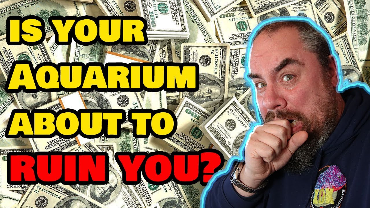 Расходы на содержание аквариума: можно ли сэкономить?