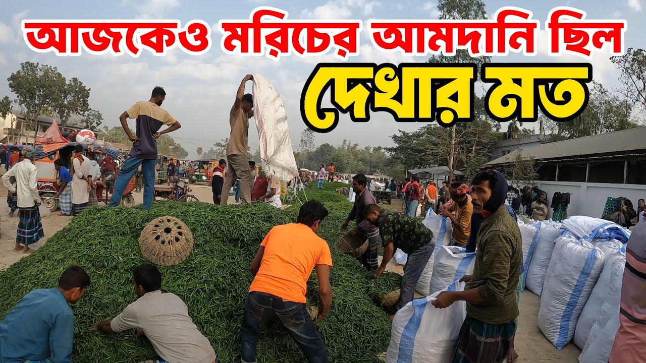 ১০ জানুয়ারি ২০২৬, কাঁচামরিচের দরদাম আপডেট | বৃহত্তম কাঁচা মরিচের বাজার | Hazipur Bazar, Jamalpur 