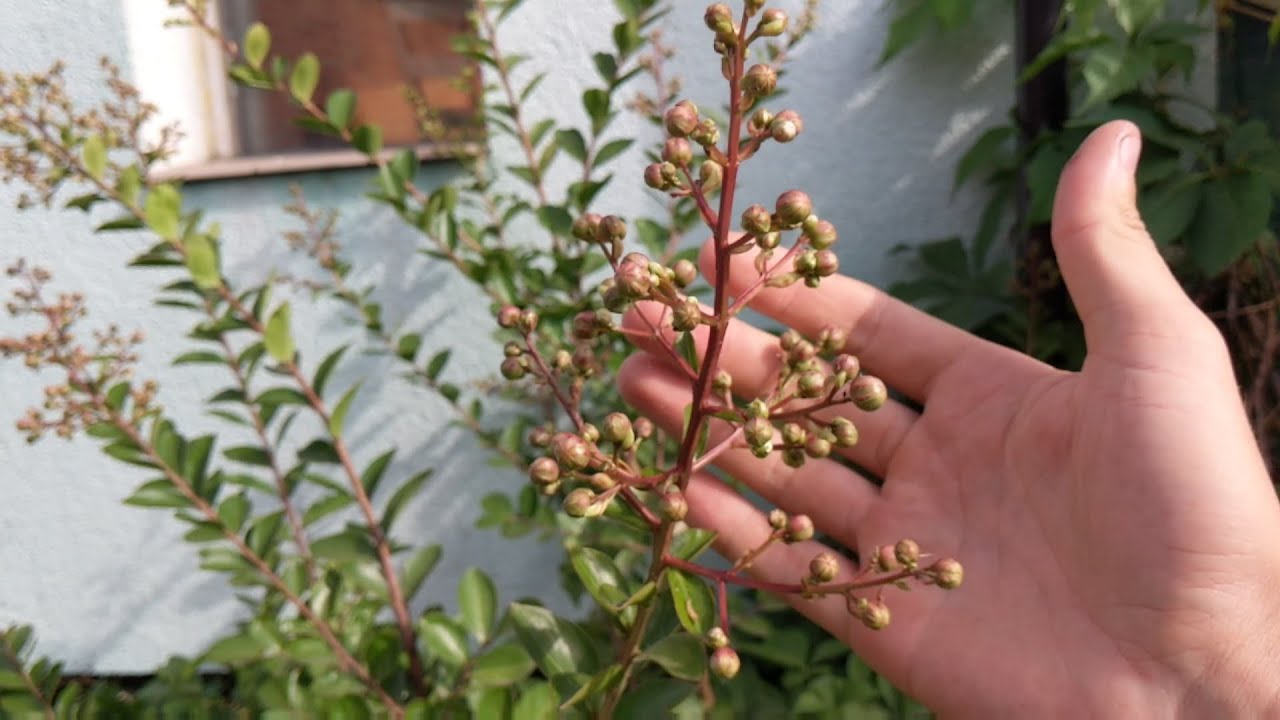 #1081-Lagerstremia indyjska &ndash; Bez południa.Cała prawda o uprawie i kwitnięciu.( Uprawa ponad 10 lat)