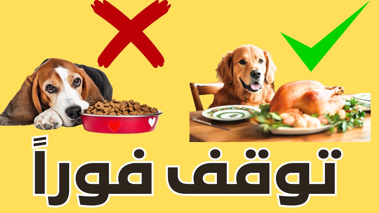 الطعام اللي قاعد تشتريه بكل حب… قاعد يدمر كلبك! #أكل_الكلاب  #كلاب_صحة