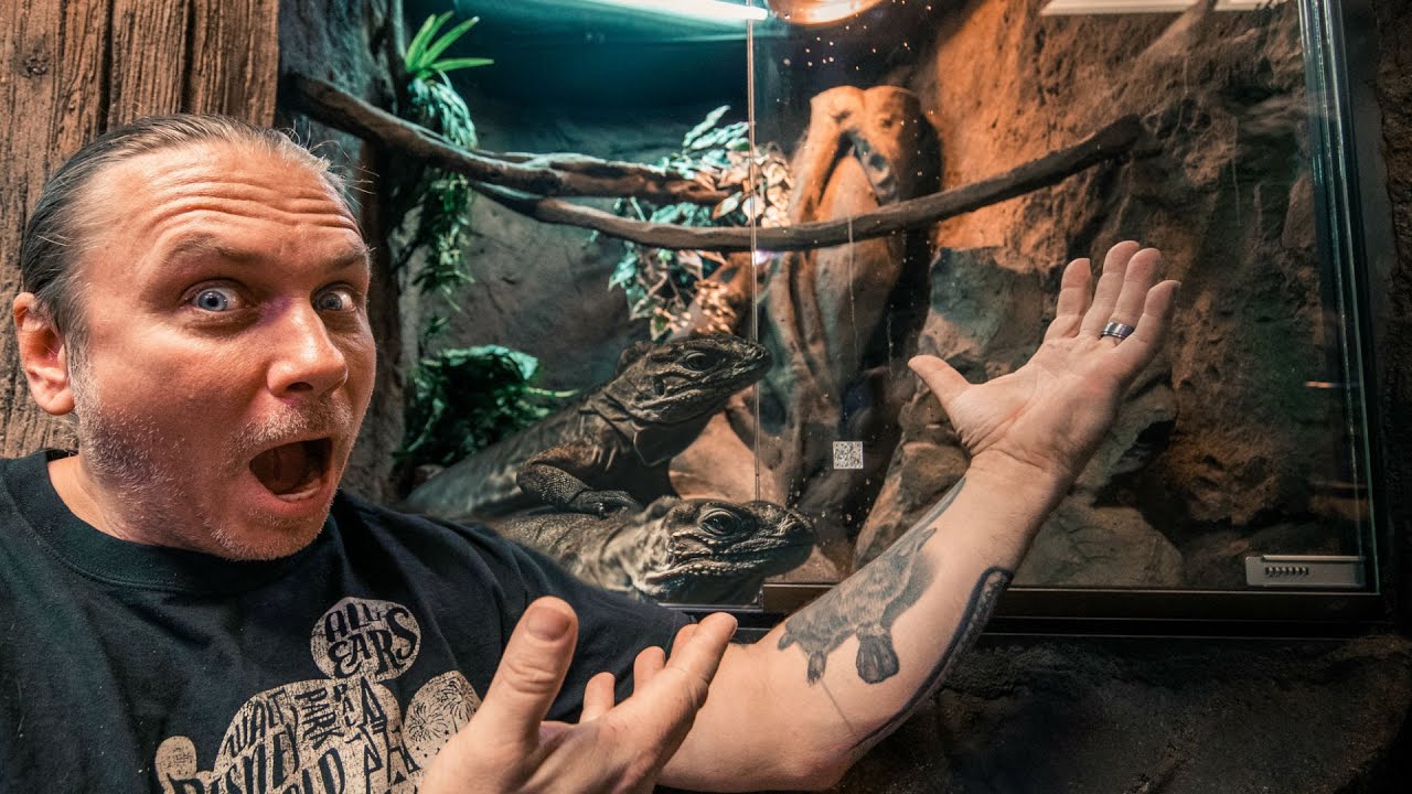 BUILDING A NEW HUGE ENCLOSURE FOR MY RHINO IGUANAS!! DIDDY and DIXIE!! | BRIAN BARCZYK
