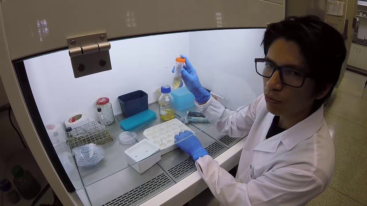 Transformación bacteriana: Introduciendo un plásmido en E. coli
