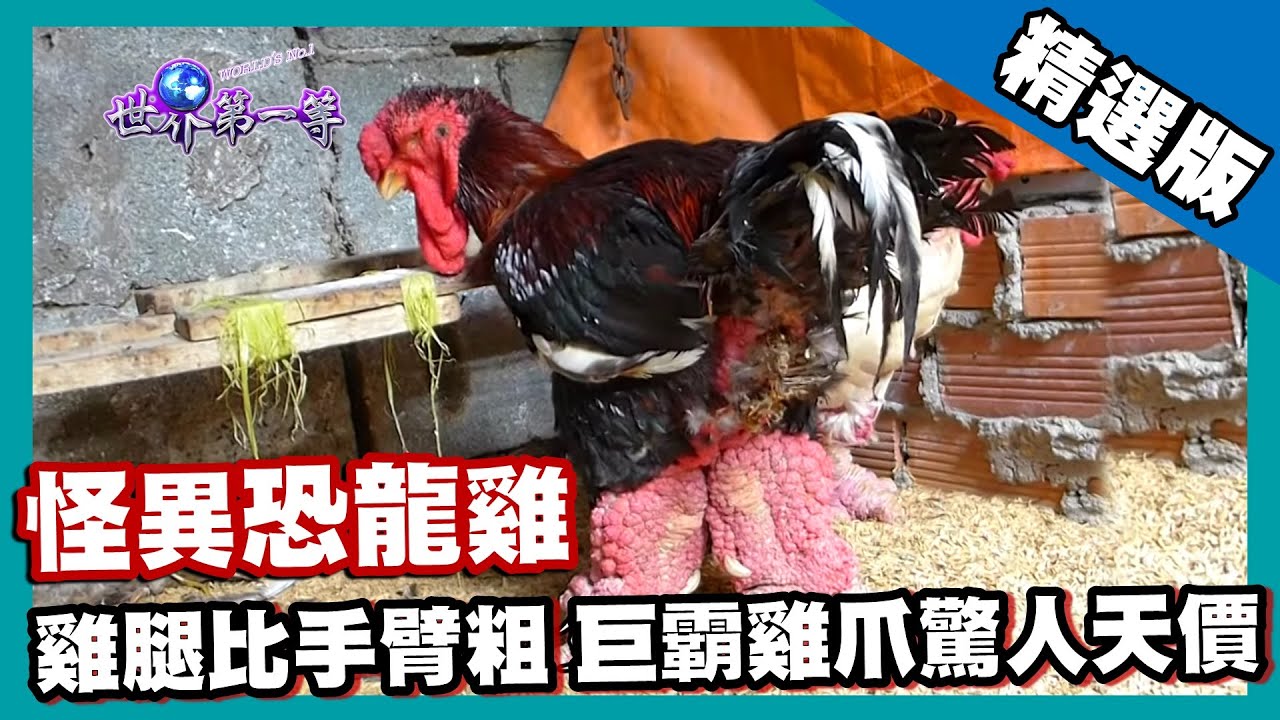 【越南】怪異恐龍雞 巨霸雞爪史上最昂貴｜《世界第一等》772集精華版 #好家在我在家