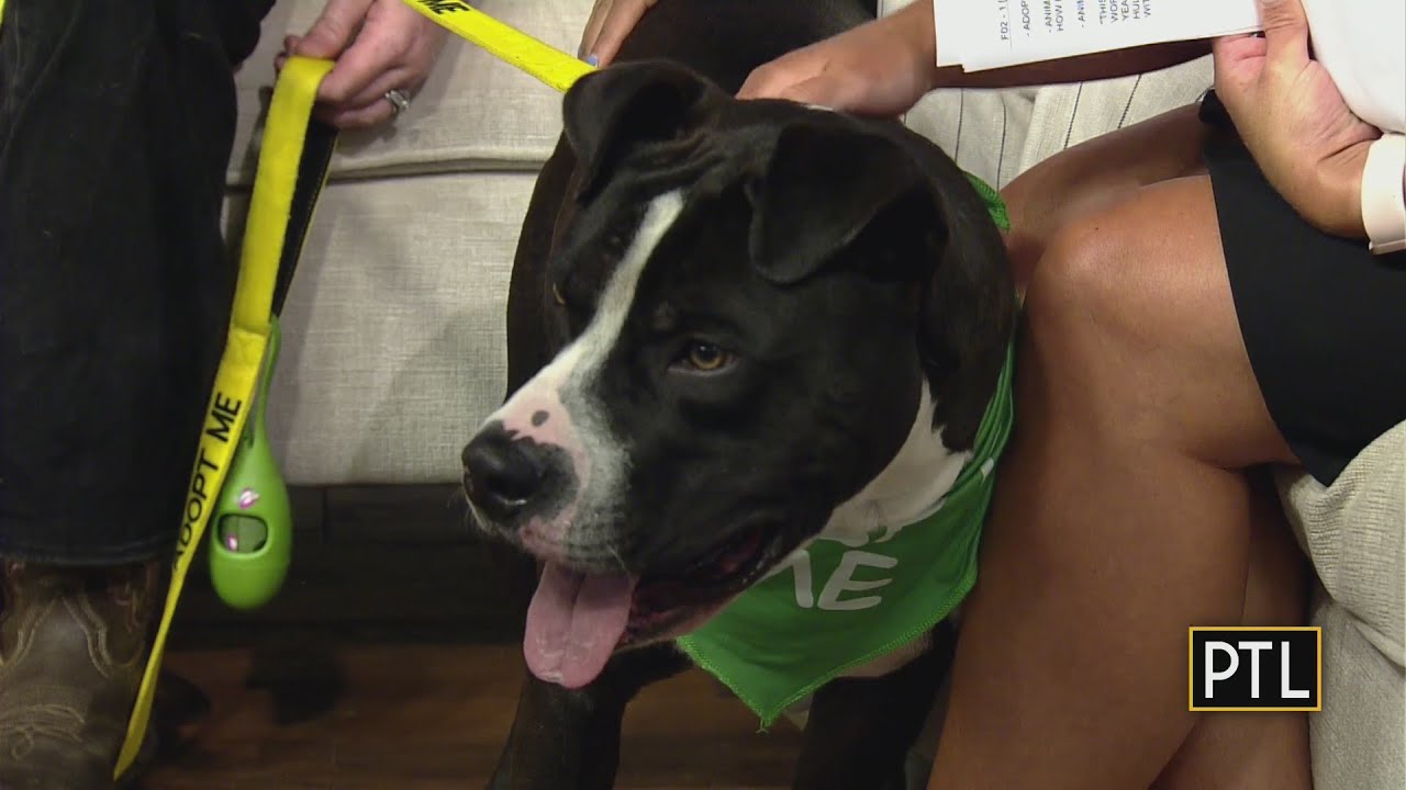 Pet of the Week: Hulk