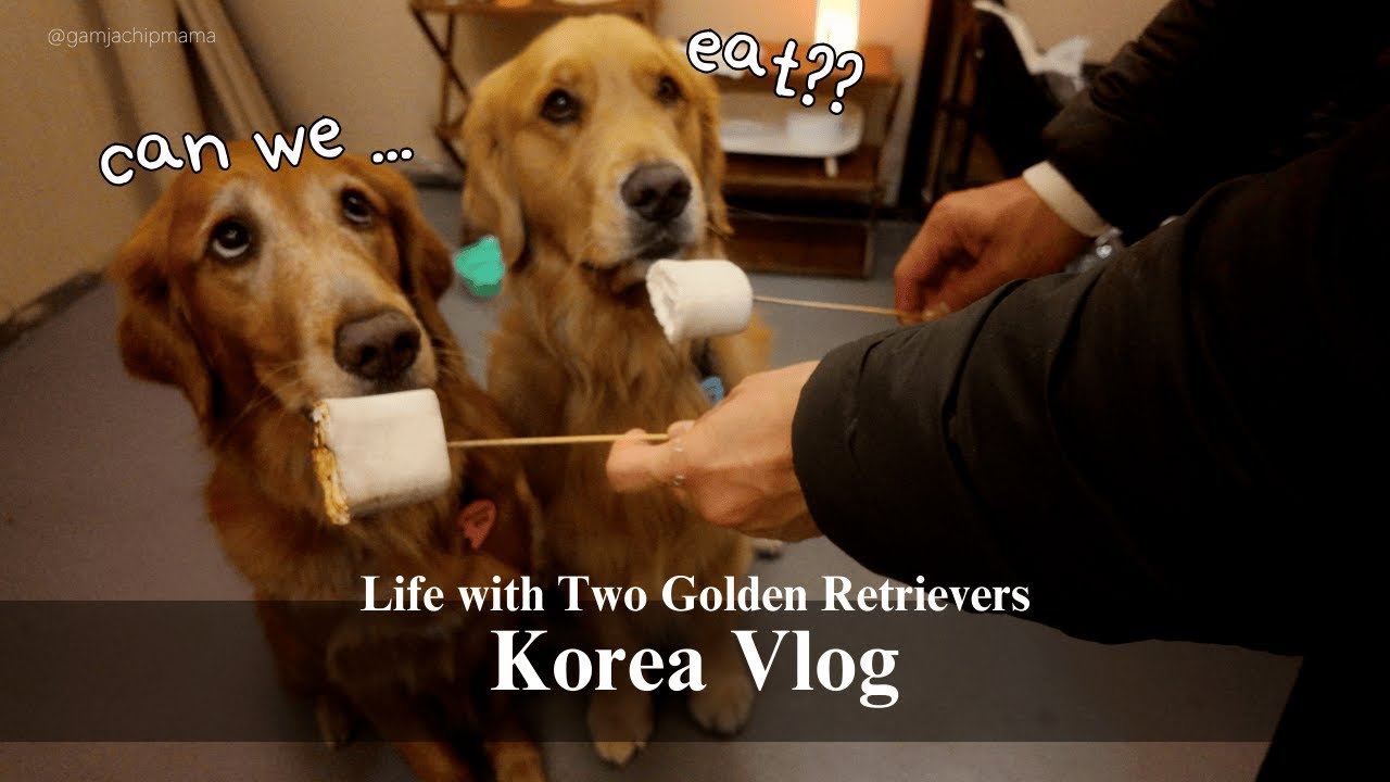 Reuniting My Dogs in Korea 🇰🇷 | Autumn Campnic, Wedding Moments & Our All-Over-the-Place Vlog